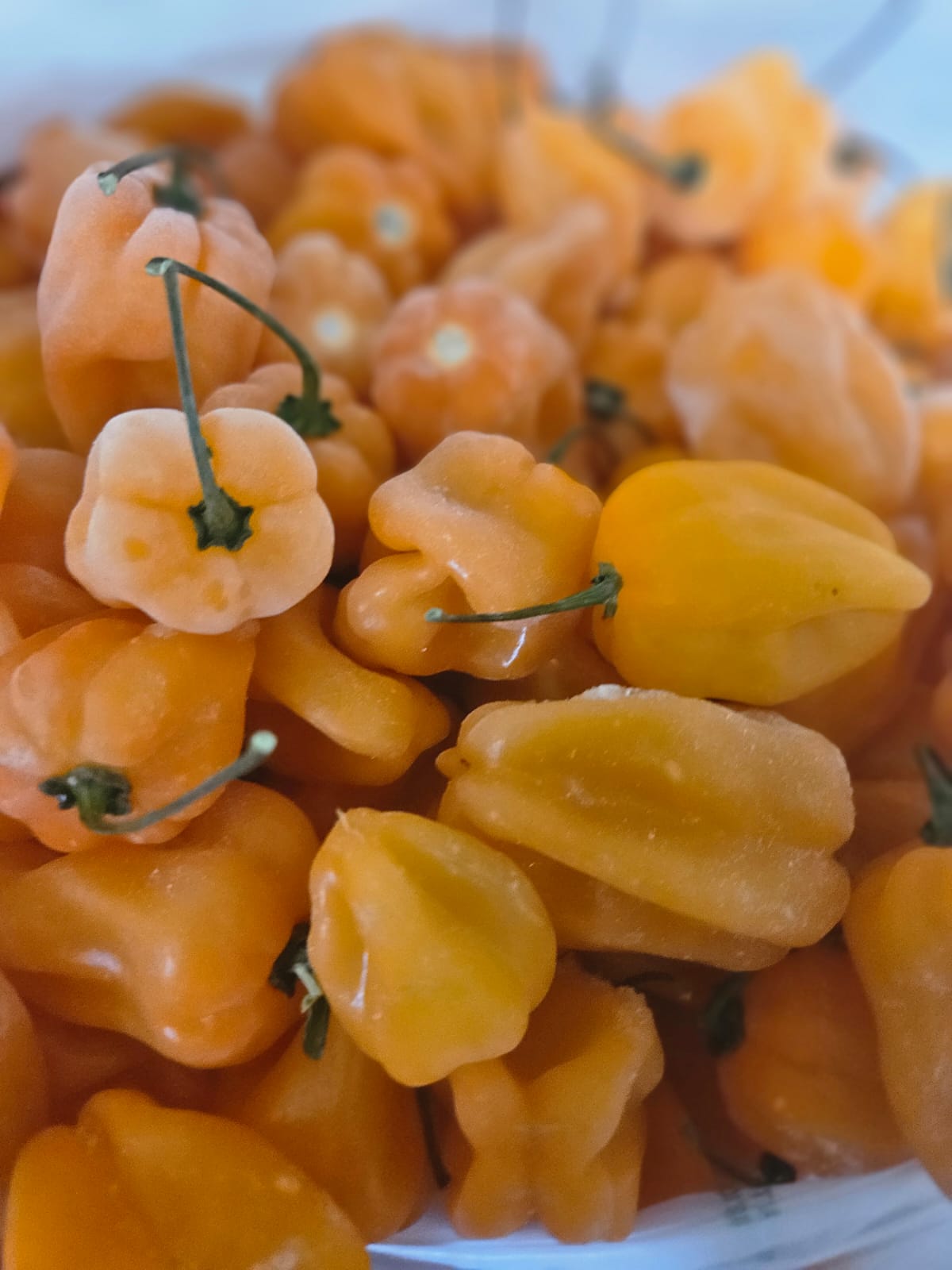 Habanero peppers (Rodo)